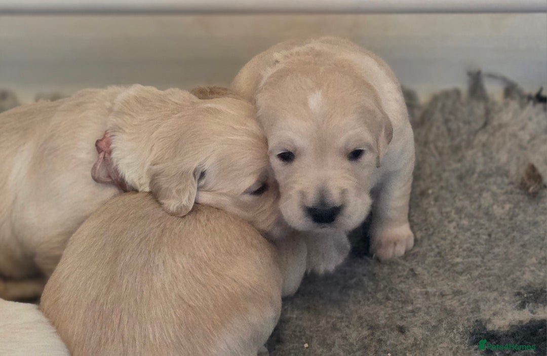 Golden Retriever dogs for sale: KC registered health tested puppies - Image 9