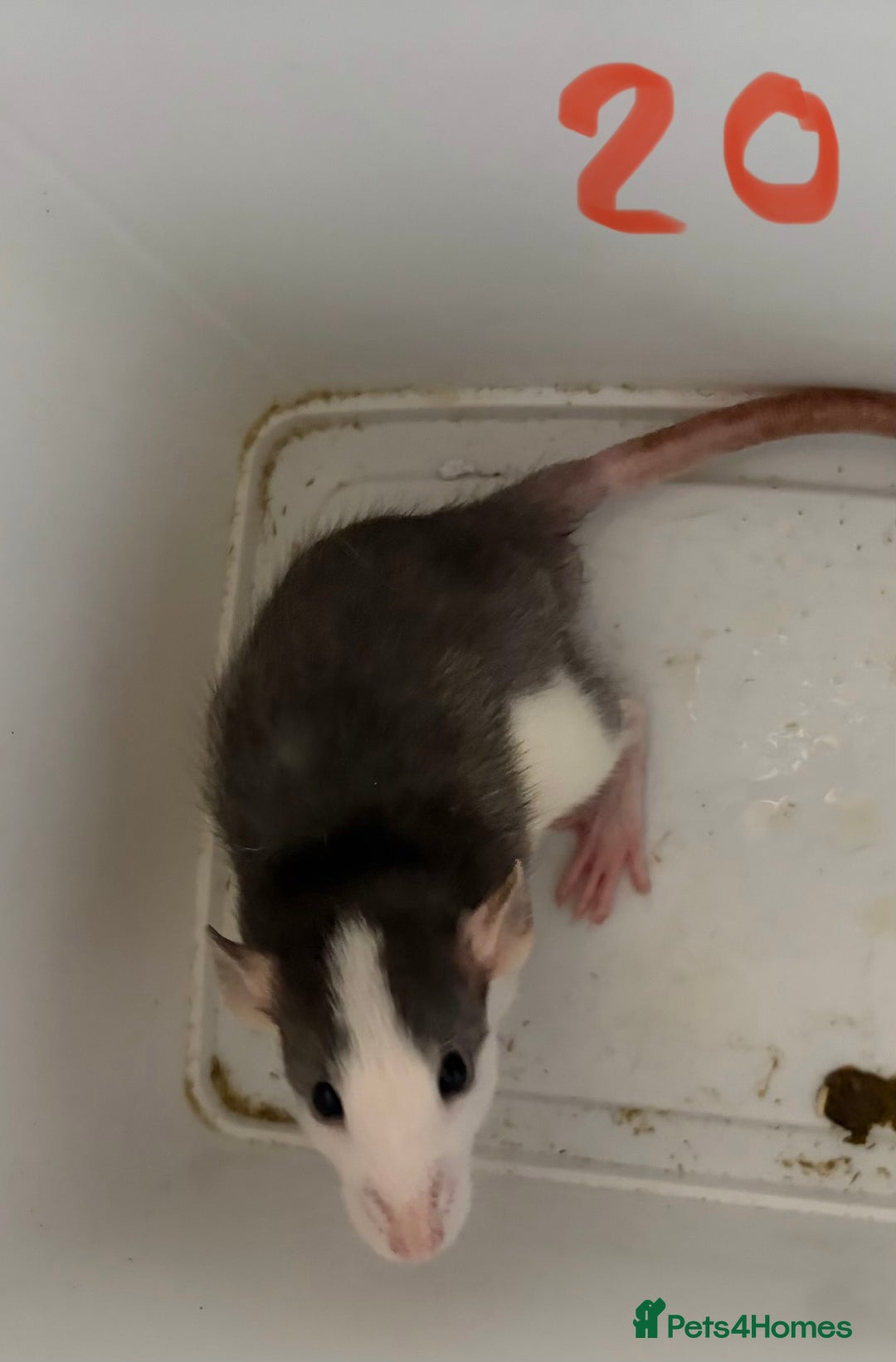 Rat rodents for sale: Mixed baby rats  - Image 20