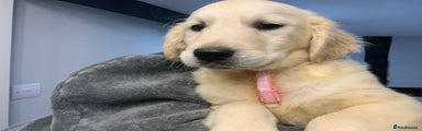 Golden Retriever Puppy 10