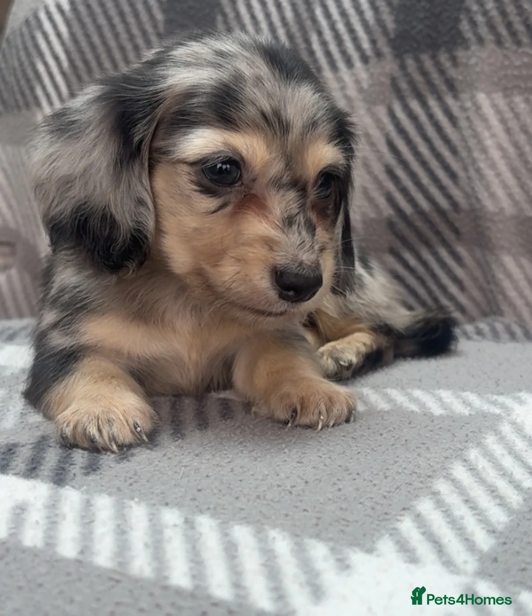 Miniature Dachshund dogs for sale: Mini long haired dachshund  in Preston - Advert 1
