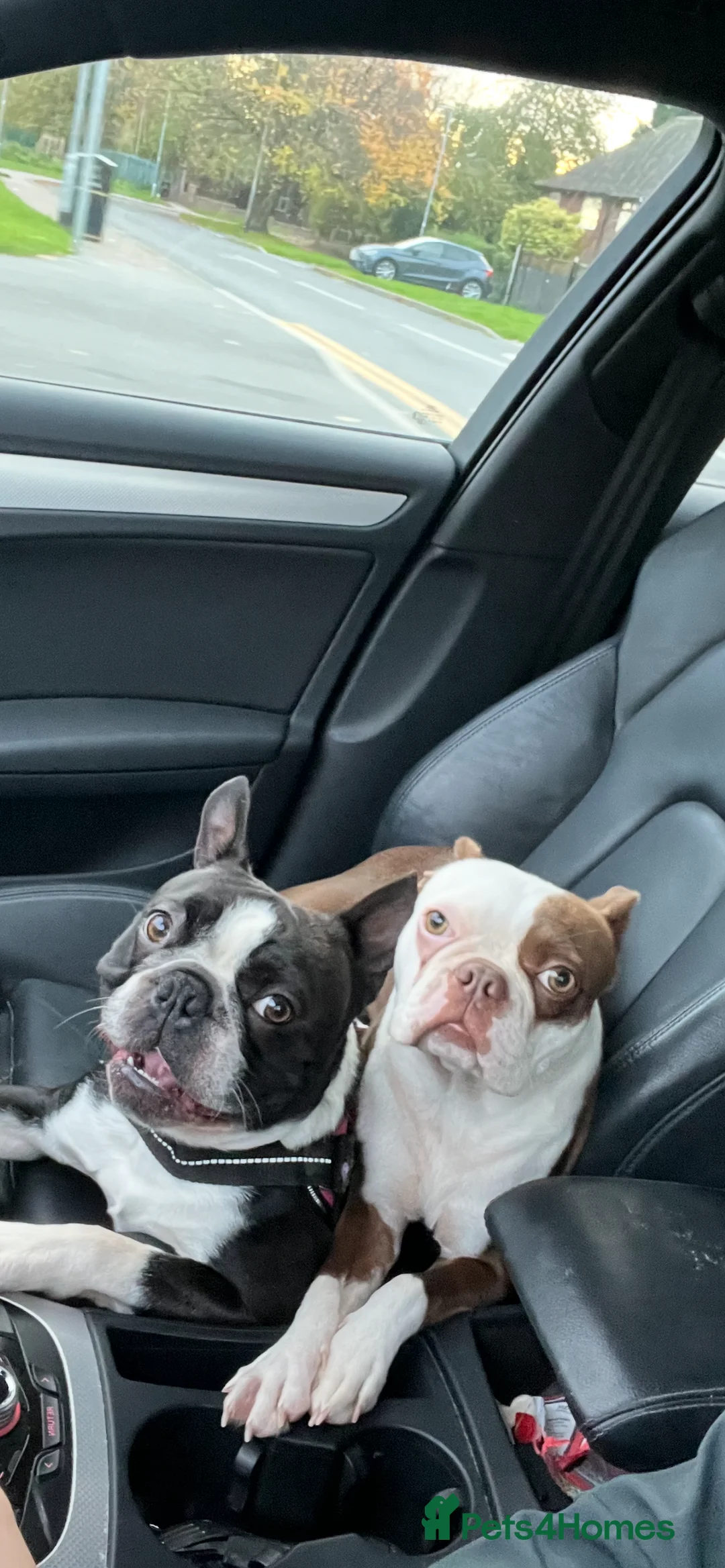 Boston Terrier dogs for sale: Quality Lines KC Registered Boston Terrier Puppies - Advert 15