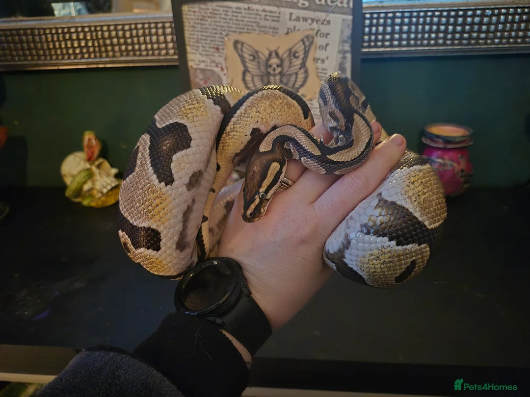 Python Snake reptiles for sale: Male royal python with full setup - Advert 2