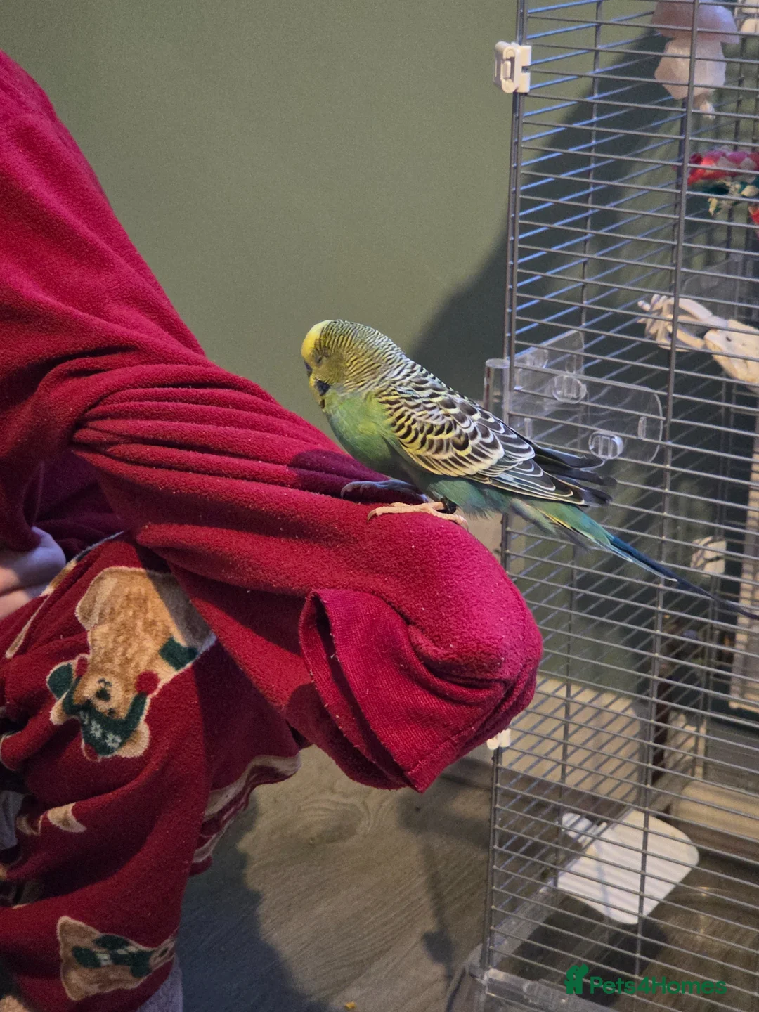 Budgerigars birds for sale: 2x Male Budgies with cage and food in Manchester - Advert 4