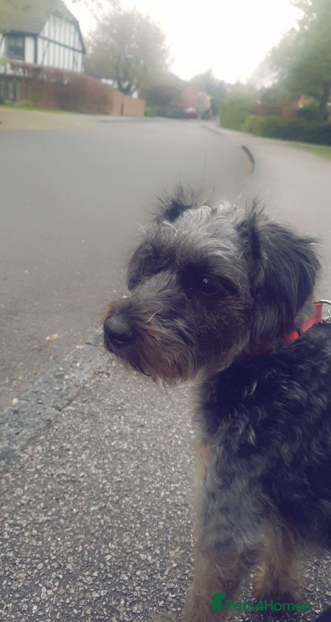 Mixed Breed dogs for sale: Marley for sale - Image 1