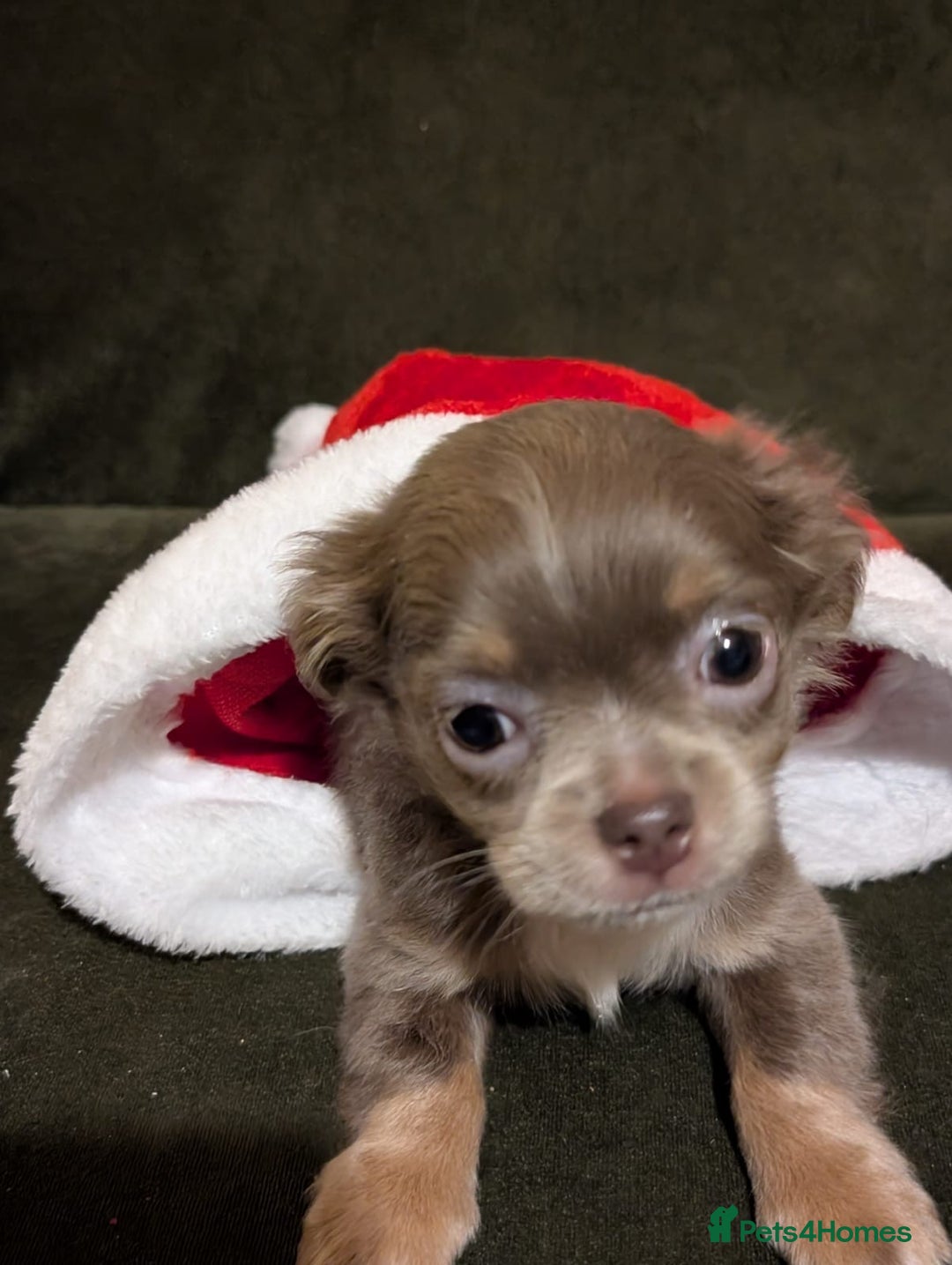 Chihuahua dogs for sale: ONLY 3 BOYS LEFT! pedigree chihuahua puppies - Advert 11