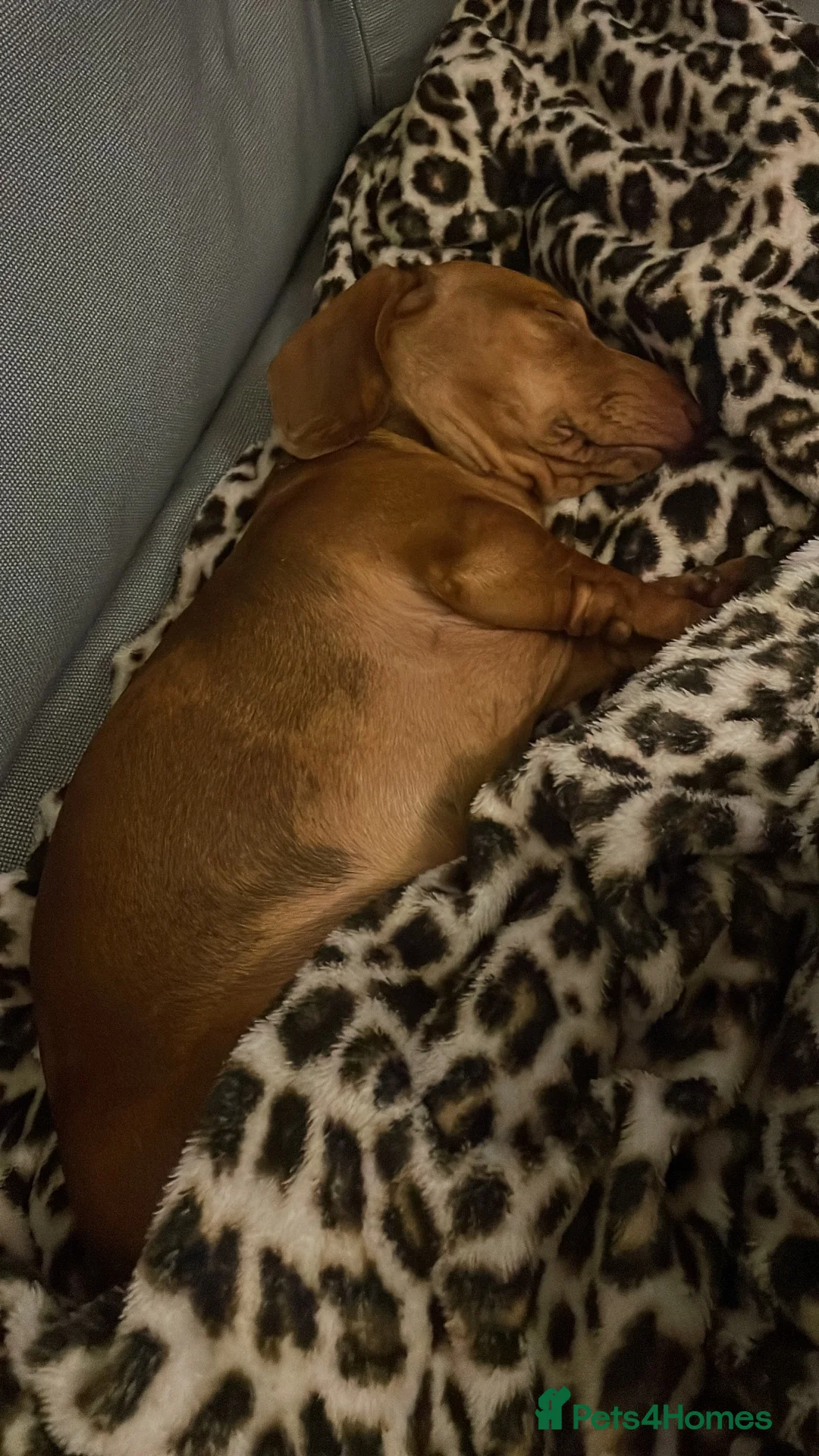 Miniature Dachshund dogs for stud: Miniature red/tan dapple Stud for FREE  - Advert 4