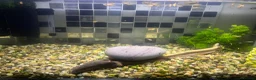 Platies fish for sale: Sunset platies in Wellington - Advert 6