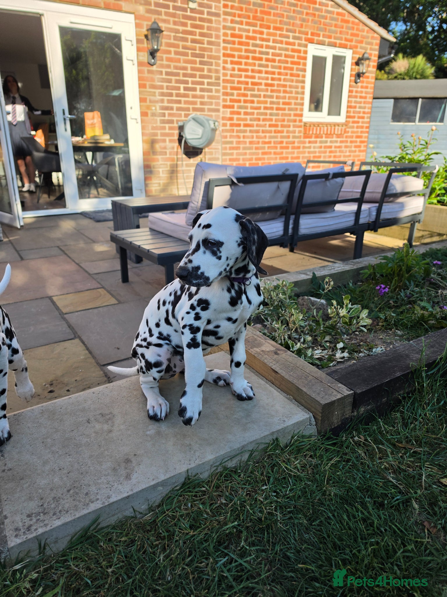 Dalmatian dogs Dalmatian pups BAER+/+*Ready now** - Advert 2