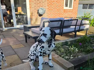 Dalmatian dogs Dalmatian pups BAER+/+*Ready now** - Advert 2