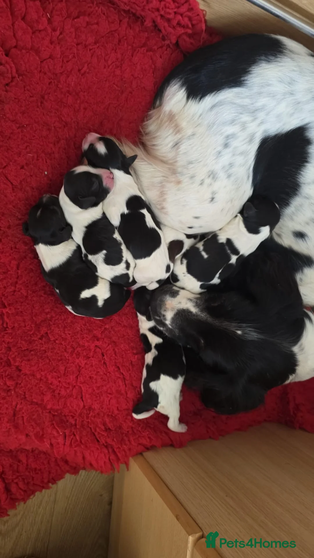 English Springer Spaniel dogs for stud: English Springer Spaniel for STUD - Advert 3