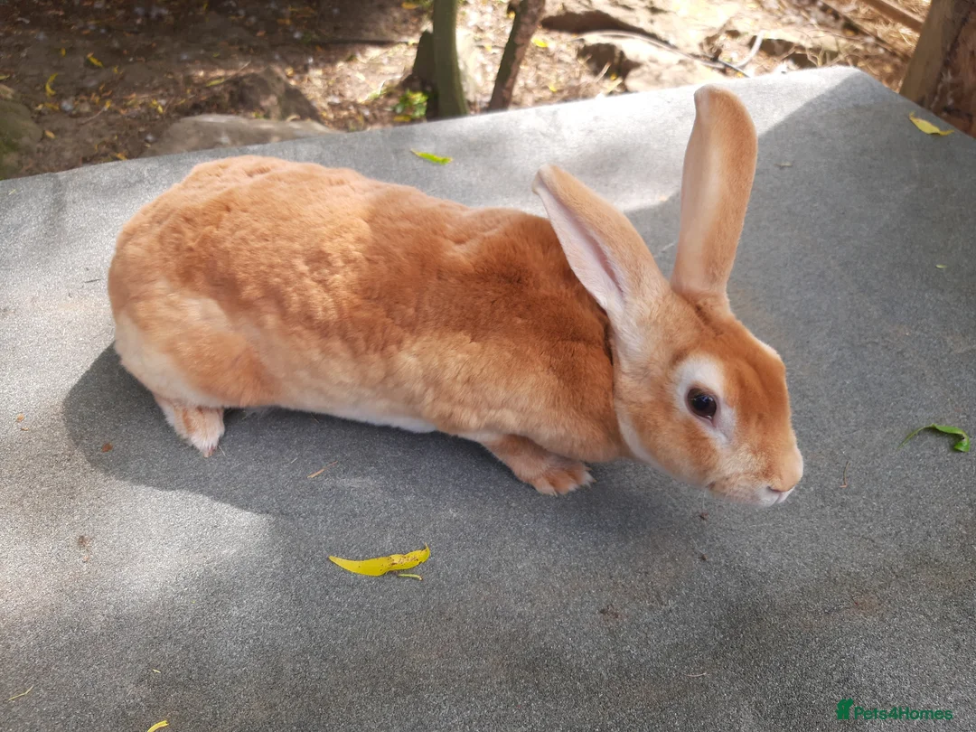Rex rabbits for sale: Breeding trio orange rex - Advert 2