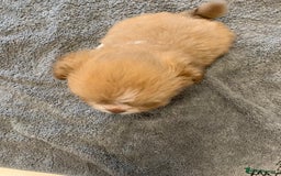 Shih Tzu dogs for sale: Shih Tzu puppies ready 27 th August  - Image 6