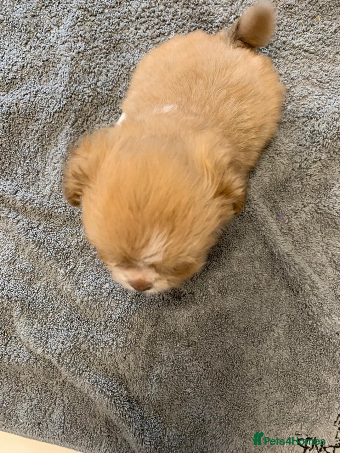 Shih Tzu dogs for sale: Shih Tzu puppies ready 27 th August  - Image 6