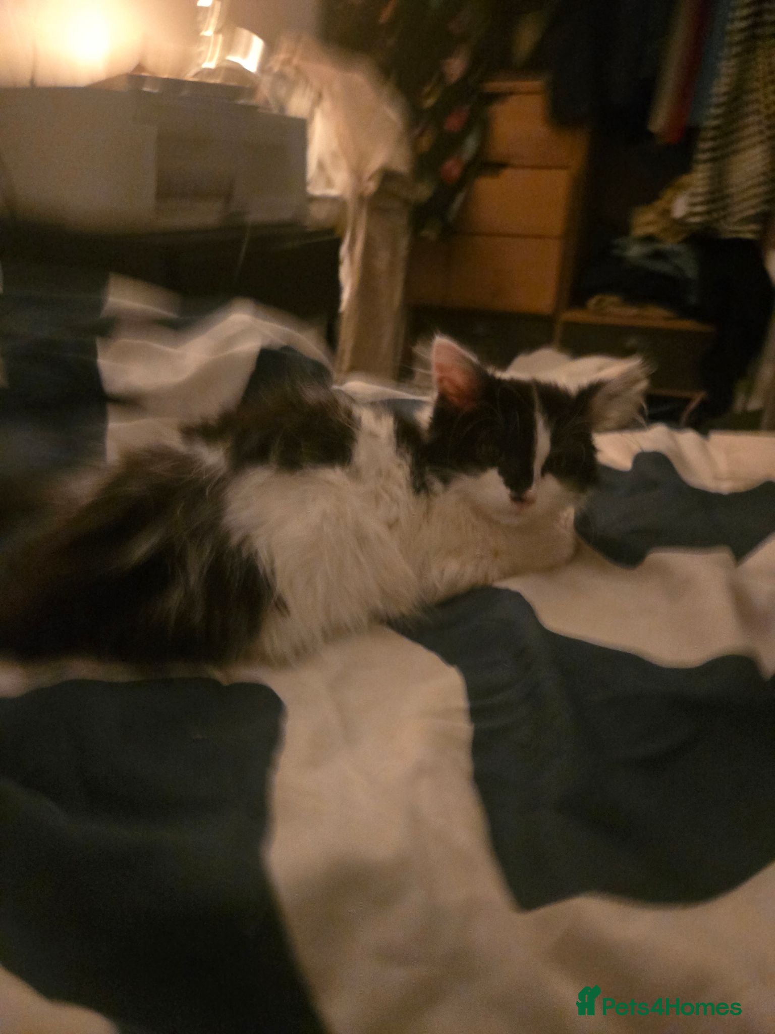 Mixed Breed cats Mainecoon mix kitten  - Advert 2