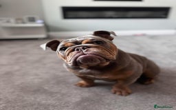 English Bulldog dogs for sale: English bulldog  - Image 3