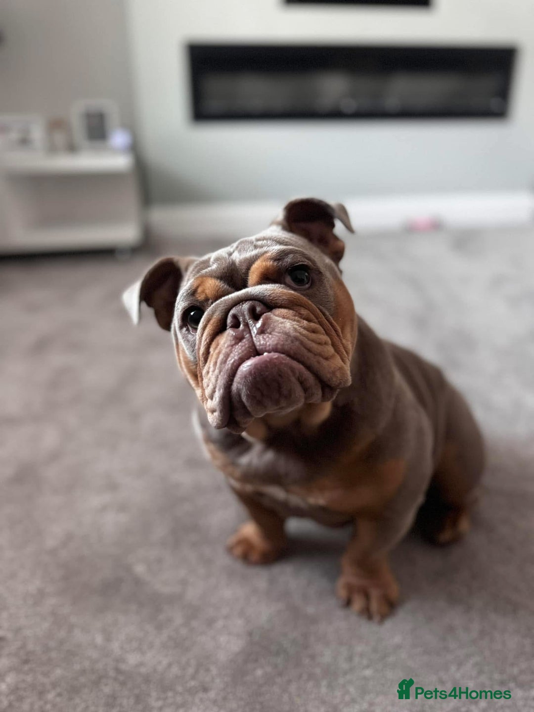 English Bulldog dogs for sale: English bulldog  - Image 3