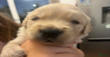 Golden Retriever dogs - Advert 2