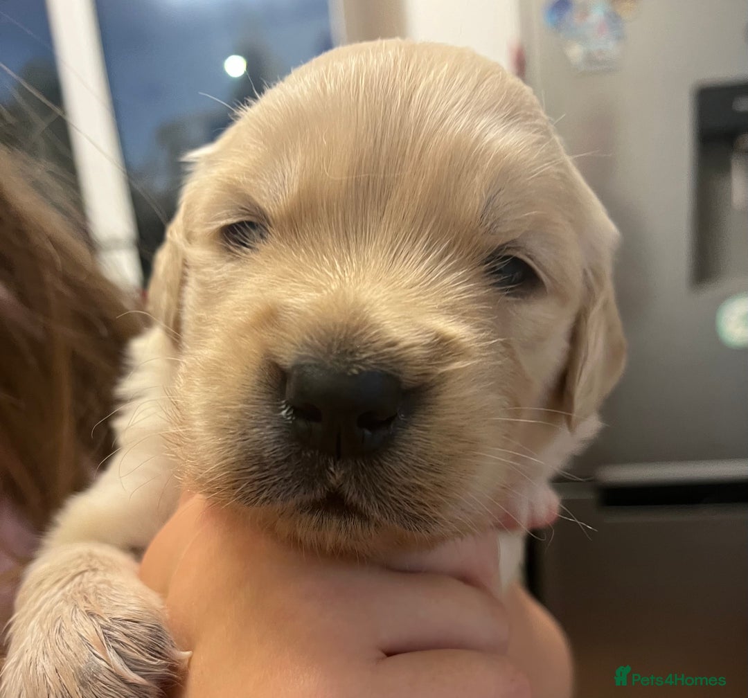 Golden Retriever dogs for sale: Beautiful KC Golden Retriever Babies  - Image 23