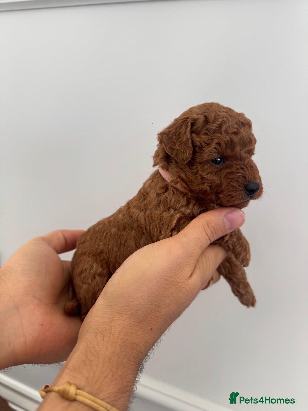 Cockapoo dogs for sale: ✨ Stunning F1b Cockerpoo Puppies Available ✨ - Advert 7