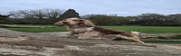 Cocker Spaniel dogs for stud: Proven, kc reg, show cocker stud  - Advert 3