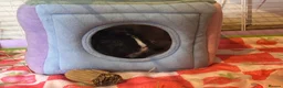 Guinea Pig rodents for sale: Two Male Guinea Pigs for Rehoming - Full setup  - Advert 2