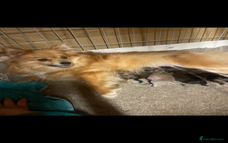 Pomeranian dogs for sale: Teacup Pomeranians Puppies  - Image 5