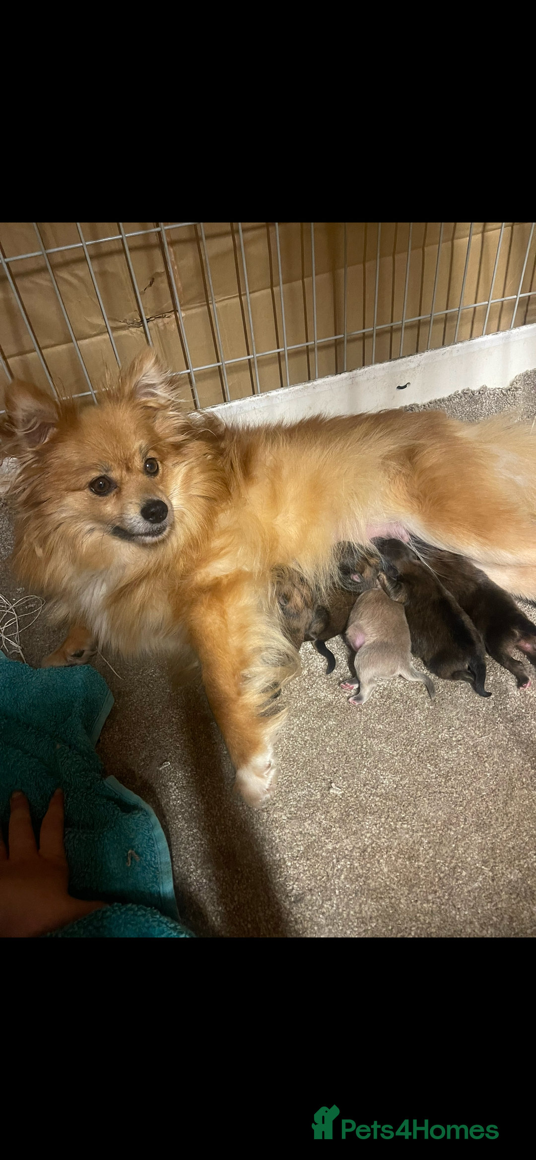 Pomeranian dogs for sale: Teacup Pomeranians Puppies  - Image 5