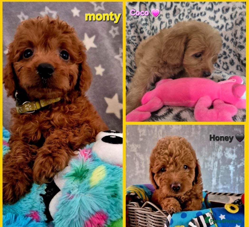 Cavapoo dogs F1B CAVAPOO PUPPIES EXTENSIVELY DNA HEALTH TESTED  - Advert 1