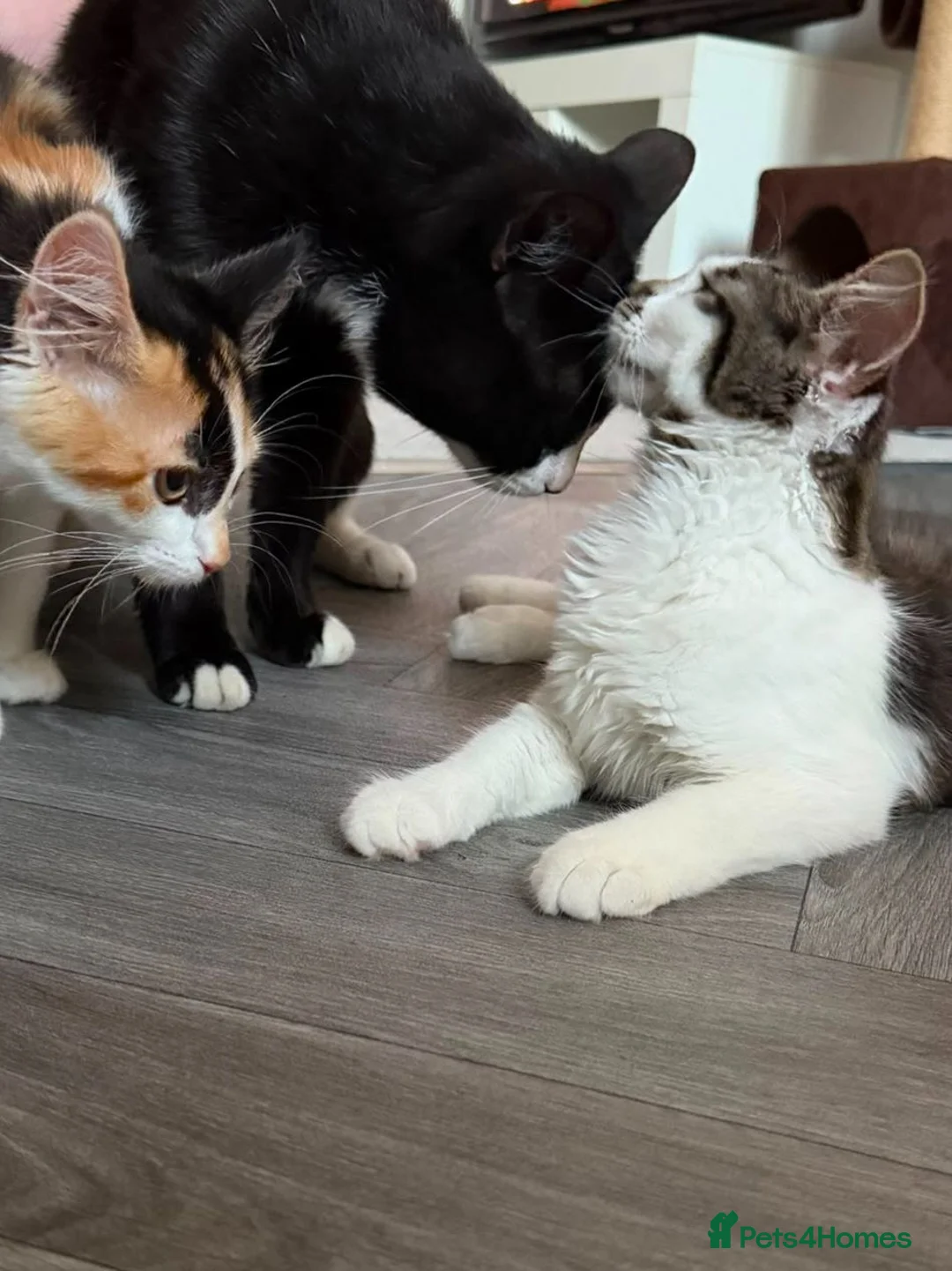 Mixed Breed cats for sale: Maine Coon mixed kittens - Advert 6