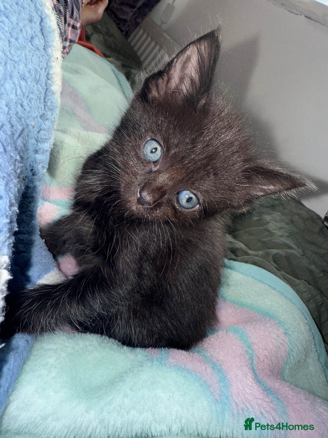 Bengal cats for sale: Kittens - Image 21