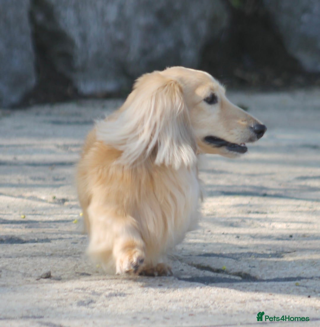 Miniature Dachshund dogs for stud:  Cream i/i long haired Miniature Dachshund  in Newton Abbot - Advert 26