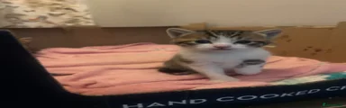 Mixed Breed Kitten 3