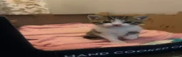 Mixed Breed cats for sale: Mixed Bengal Beautiful Kittens  - Advert 6