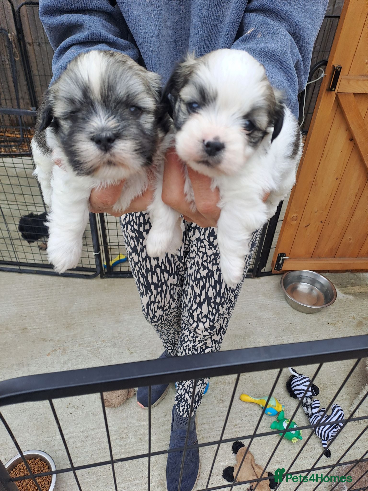 Lhasa Apso dogs Lhasa Apso Puppies  - Advert 3