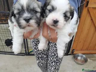 Lhasa Apso dogs Lhasa Apso Puppies - Advert 3