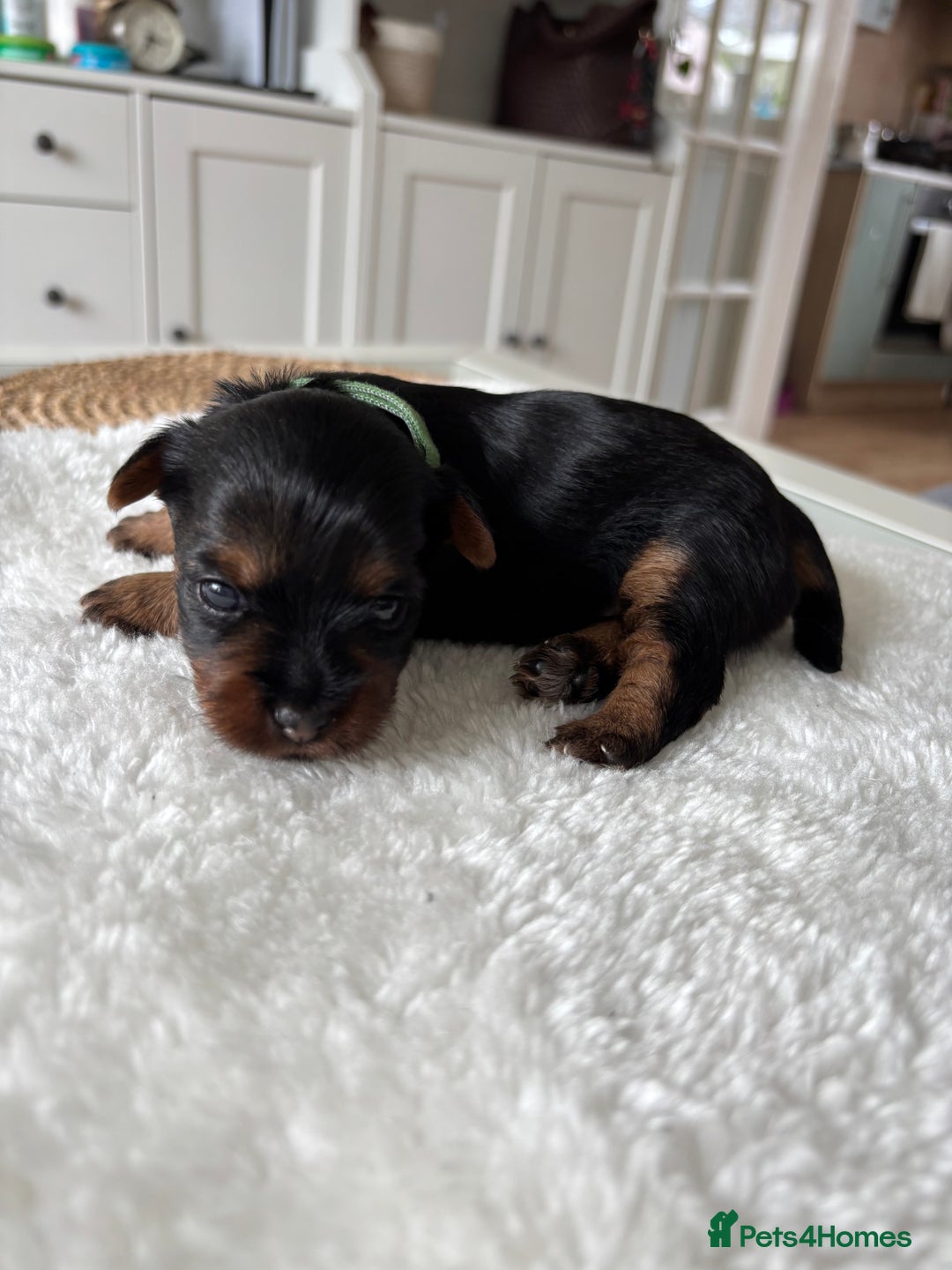 Yorkshire Terrier dogs for sale: ❤️Miniature yorkshire terrier puppies ☘️ - Image 16