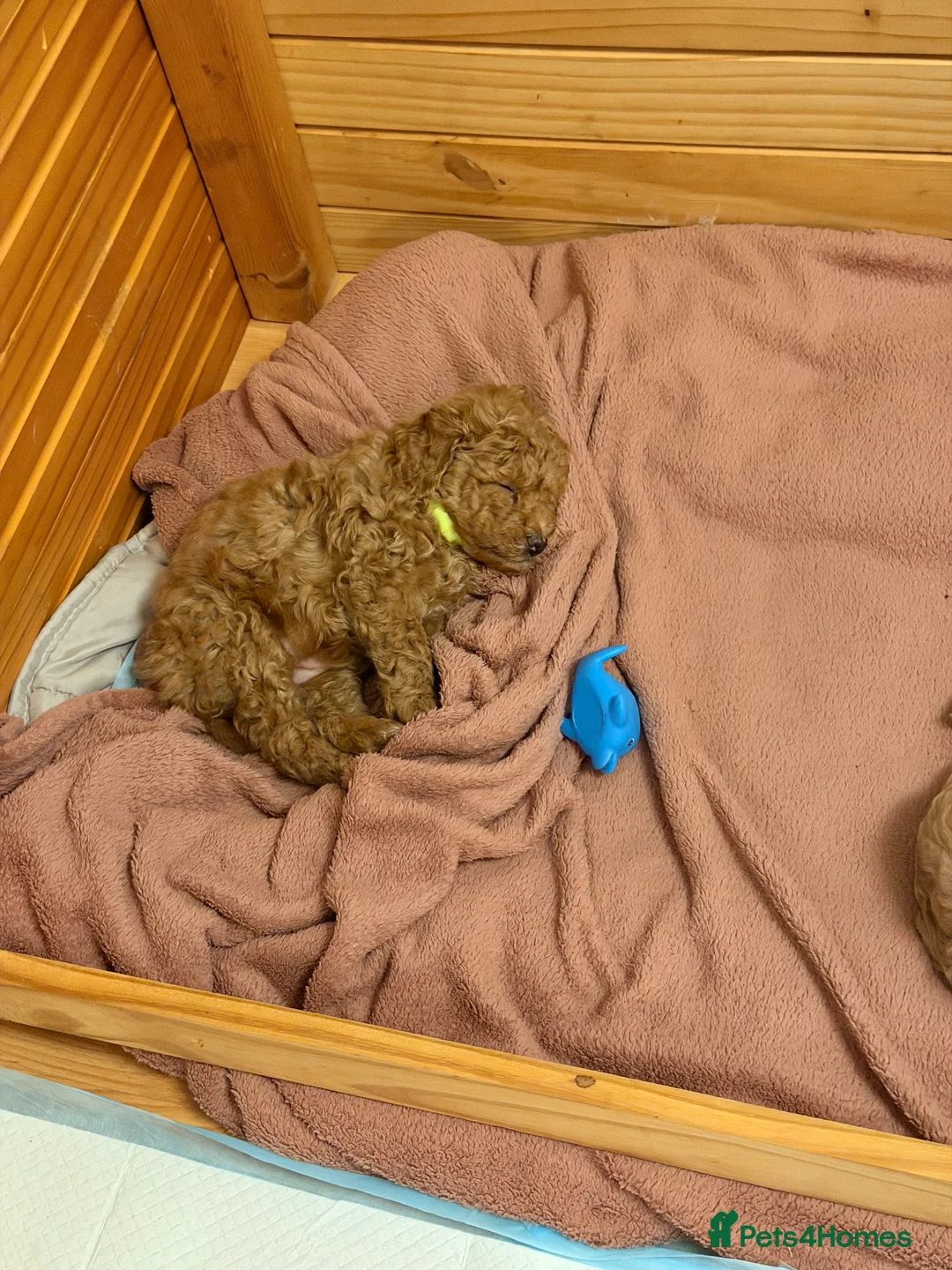 Cockapoo dogs for sale: Five Cockapoo all female  - Advert 11