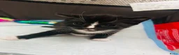 Turkish Van cats for sale: Beautiful Turkish van kittens for sale.  - Advert 37