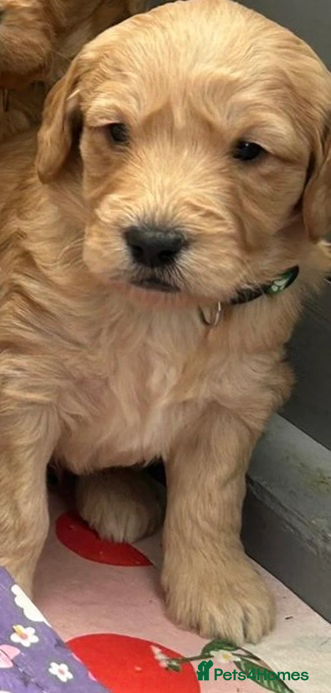 Mini Goldendoodle dogs for sale: Beautiful F1 Miniature Goldendoodle Puppies  - Advert 29