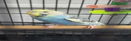 Budgerigars birds for sale: Budgie with cage in Sheffield - Advert 3