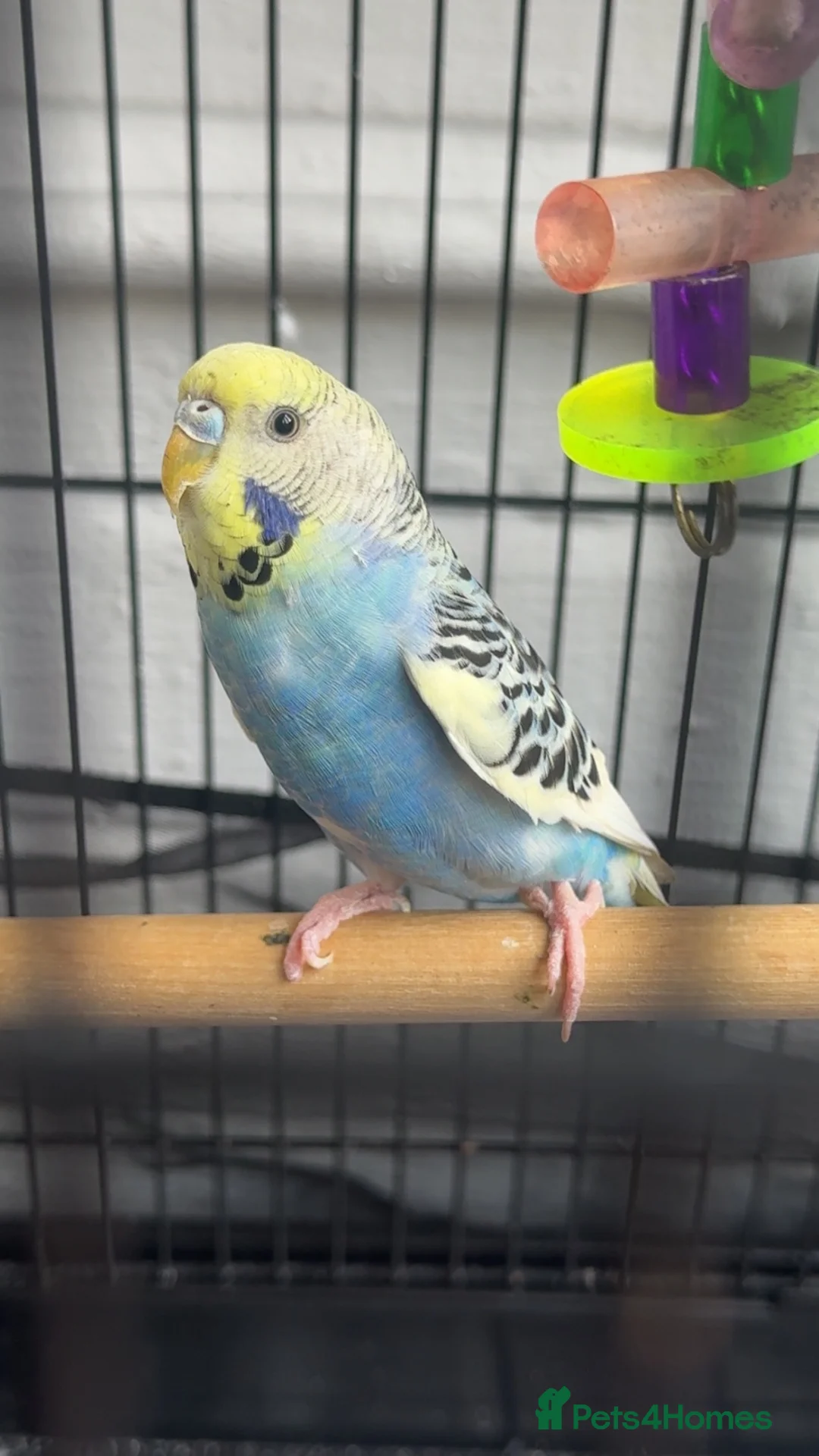 Budgerigars birds for sale: Budgie with cage in Sheffield - Advert 3