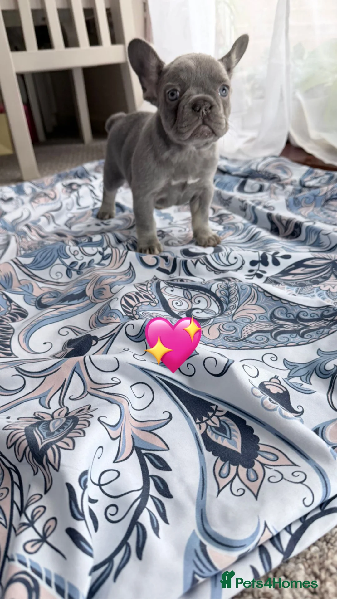 French Bulldog dogs for sale: FrenchBulldog Puppies Ready forTheirForeverHomes🐾 - Advert 26