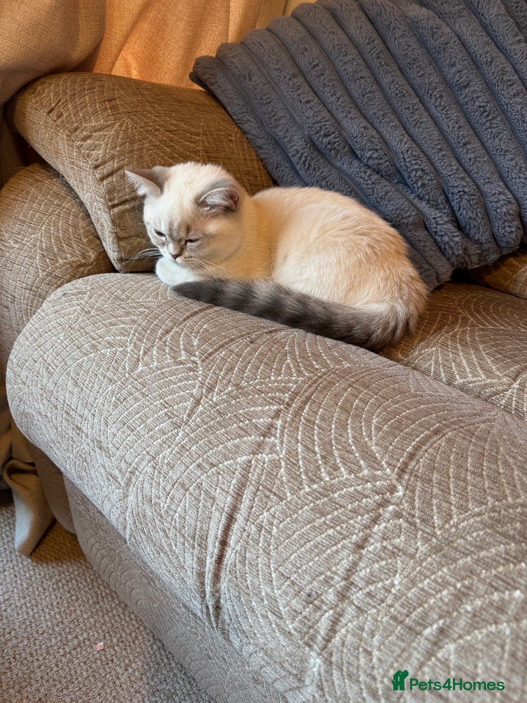 Selkirk Rex cats for sale: Intelligent Beautiful Selkirk Rex Girl - Advert 3