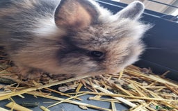 Lionhead rabbits for sale: Two Beautiful Lionhead Females  - Image 4