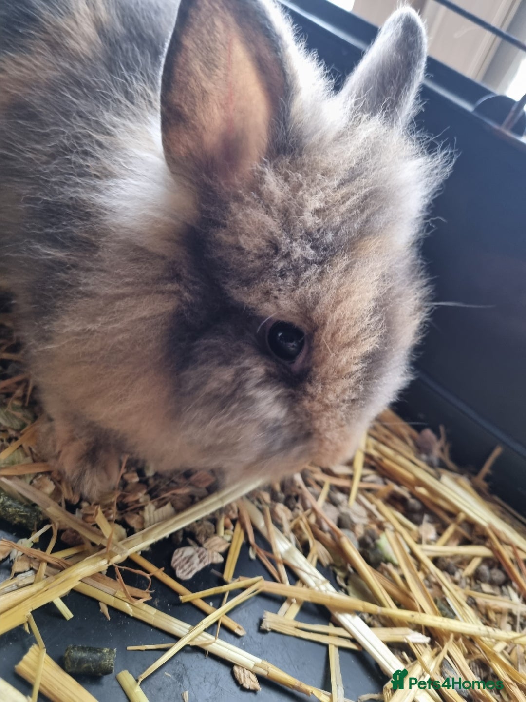 Lionhead rabbits for sale: Two Beautiful Lionhead Females  - Image 4