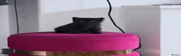 British Shorthair cats for sale: Lovely fully british short hair kittens - Advert 11