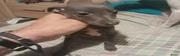 Mixed Breed dogs for sale: Whiggies. Whippet x Italuan greyhound - Advert 10