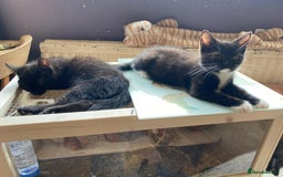 Mixed Breed cats for adoption: Rescue kittens bonded pair of girls abandoned - Image 7