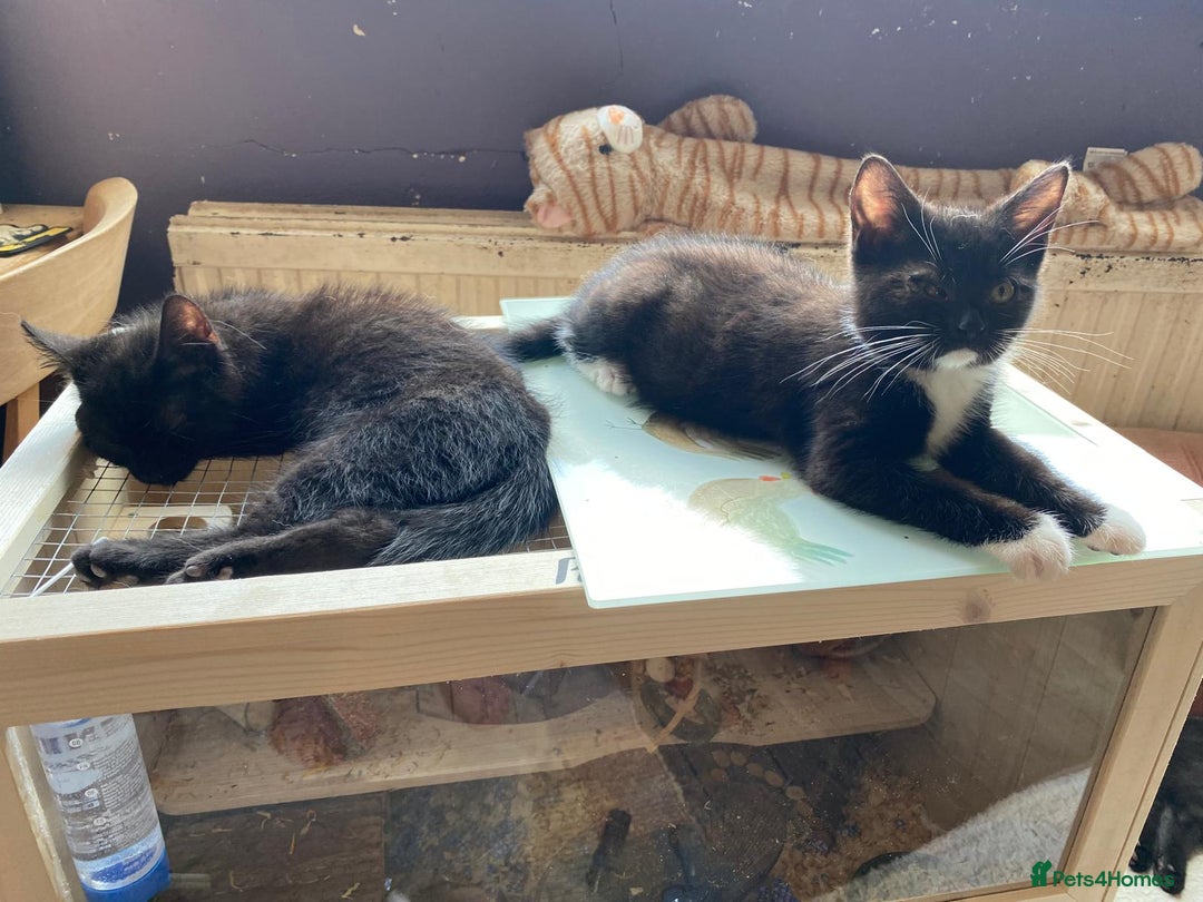 Mixed Breed cats for adoption: Rescue kittens bonded pair of girls abandoned - Image 7