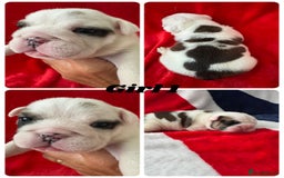 English Bulldog dogs for sale: KC Registered English Bulldog Puppies - Image 9